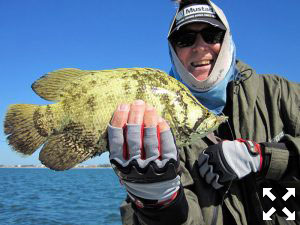 With stone crab season opening in October, there should be good action with tripletail in the coastal gulf. Mangrove Coast Fly Fishers president, Ken Babineau, caught and released this one on a fly in Sarasota while fishing with Capt. Rick Grassett in a previous October.