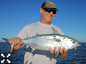 Steve Schadt, from Sarasota, had good action catching and releasing albies on flies and CAL jigs with shad tails while fishing in Sarasota with Capt. Rick Grassett.