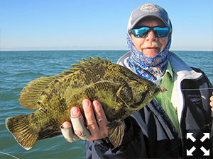 Mike Perez, from Sarasota, with a tripletail he caught and released on flies on a couple of different trips with Capt. Rick Grassett in a previous November.