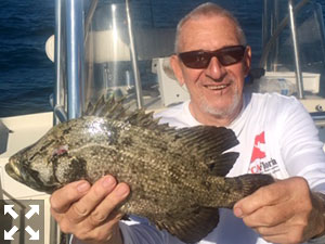 Tripletail were running strong this past week.