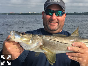 The snook were biting quite nicely this past week.