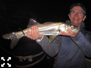 Jan Bailey-Bruch, from St. Pete, had good action catching and releasing snook on Grassett Snook Minnow flies while fishing dock lights at night recently with Capt. Grassett 