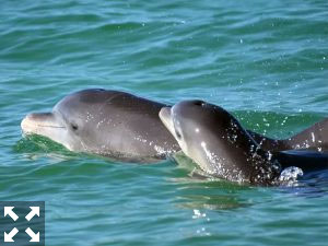 There are lots of Dolphins in the intercoastal this time of year because of the cold water in the gulf..