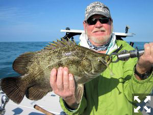 Look for tripletail in the coastal gulf during March.