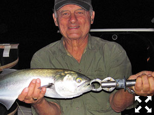 Frank Zaffino, from Rochester, NY, with a snook he caught and released on a Grassett Snook Minnow fly while fishing the ICW at night recently with Capt. Rick Grassett.