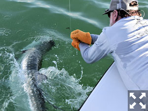 June should be a great month for tarpon in the coastal gulf. Capt. Rick Grassett leaders a tarpon caught and released by a client in the coastal gulf in a previous June.