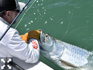 Jeb Mulock, from Bradenton, fights a tarpon that was caught and released on a fly while fishing the coastal gulf with Capt. Rick Grassett.