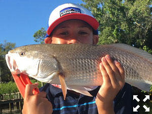 Will Hartman with a nice redfish he caught this past week fishing Sarasota Bay.