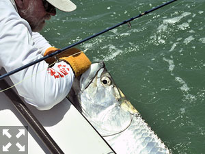 July is usually a great month to fly fish the coastal gulf for tarpon. Capt. Rick Grassett released this one that was caught on a fly in a previous July.